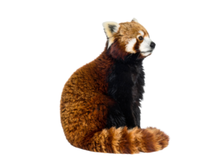 Red panda sitting, facing right, isolated on transparent background for seamless design use