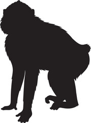 Olive Baboon Monkey in silhouette image white background.