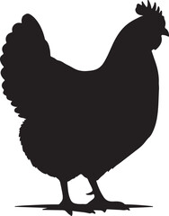 Orpington hen in silhouette white backgrpound pure.