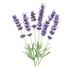 Naklejka premium Vibrant and detailed illustration of a lavender bouquet on a transparent background