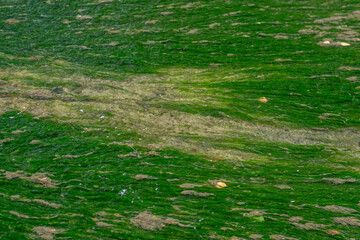 Green algae floating on water surface in natural light
