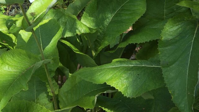 Large textured leaves and sturdy green stems of Elecampane plant in sun-dappled summer light, highlighting the robust growth of this herbal species.
