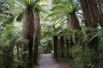 Fern forest, Haast, West Coast, South Island, New Zealand