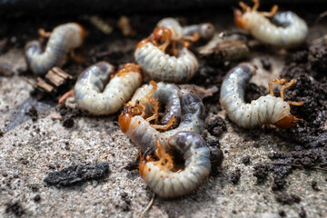 Group of White Grubs on Soil Surface Close-Up