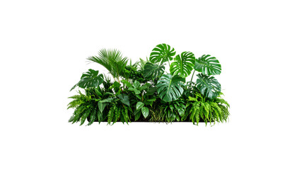 Fresh green palm leaves isolated on white background