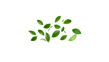 Fresh green tea leaves isolated on white background