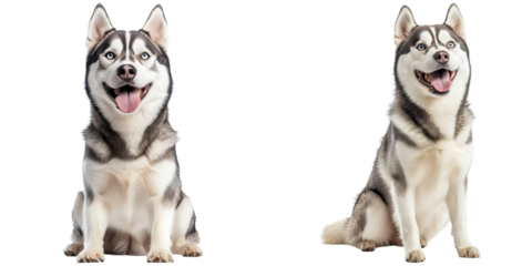 Two happy Siberian Huskies sitting side by side with alert ears and bright eyes, showing their distinctive thick fur and striking facial markings.