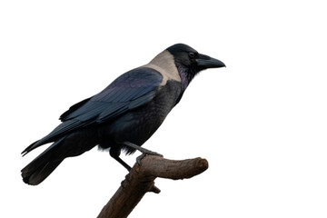 Black bird with grey neck perched on branch crow