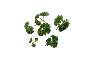 Curly green parsley leaves curly parsley green leaves