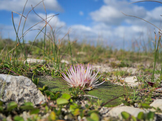 Side view of Pink hedgehog lily or Massonia depressa growing between rocks and fynbos in the wild, with blue sky in background. Background blurred or out of focus