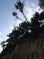 Silhouetted tall trees growing at the edge of a steep cliff with a beautiful partly cloudy blue sky backdrop. A peaceful, dramatic scene blending nature and rugged terrain. Taken on Mersea Island. 