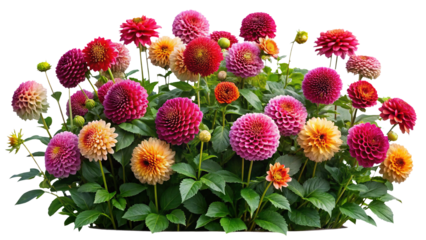 Colorful Dahlia Flower Garden Bed in Bloom-Vibrant garden bed of blooming dahlia flowers in red, pink, orange, and yellow hues with lush green foliage, isolated on white.