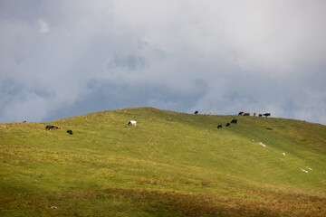 Obraz premium Cows Grazing on a Hillside in the Swiss Alps