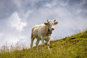 Simmental Cow Grazing in Diemtigtal in the Swiss Alps