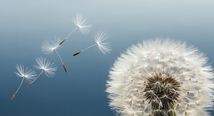 Obraz premium A close-up of dandelion seeds being blown by the wind, symbolizing letting go.