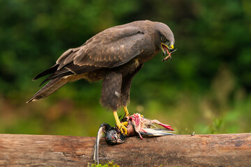 Young buzzard eating its pray (pigeon)