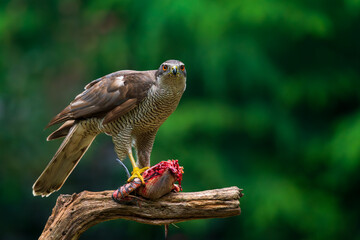 Hawk eating its pray (pigeon) and watching straight to me.