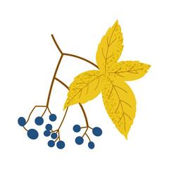 Colorful autumn botanical illustration with yellow leaf and blue berries in flat hand-drawn style. Perfect for seasonal designs, packaging, invitations. Isolated vector on white background.
