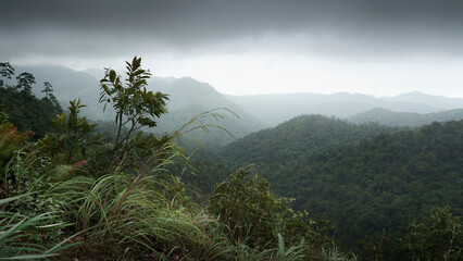 fog in the mountains  landscape with grass in front
