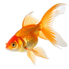 Golden Elegance: A solitary goldfish swims gracefully, its vibrant orange scales shimmering in the light, capturing the essence of tranquility and beauty.