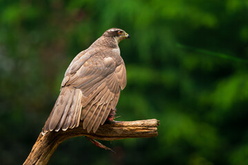 Hawk protecting its pray to lower its wings