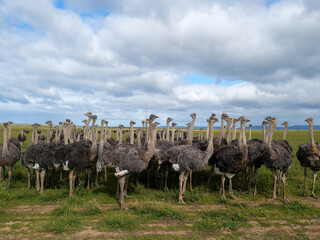 A herd of curious ostriches on a big green grassfield
