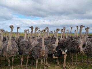 Close-up of a  herd of curious ostriches on a big green grassfield.