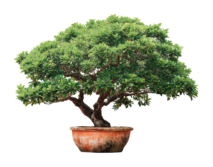 Bonsai tree care tips home garden informative guide natural environment isolated on transparent background, png