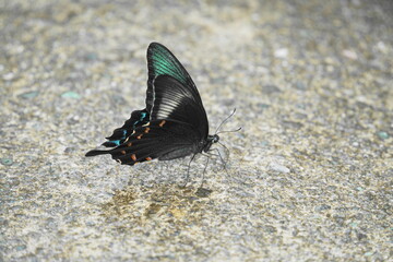 水を飲むミヤマカラスアゲハ