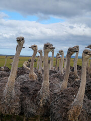 A herd of curious ostriches on a big green grassfield. vertical image