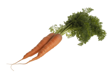 Orange carrots with green leafy tops vegetable