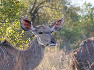 Close up of young female kudu deer in the wild. Location Dinokeng Game Reserve