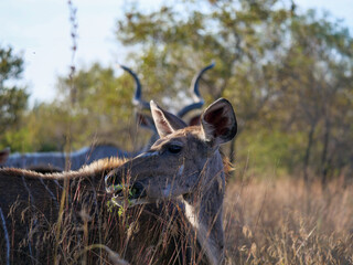 Close up of young female kudu deer looking sideways in her natural environment. Location Dinokeng Game Reserve