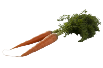 Orange carrots with green leafy tops vegetable
