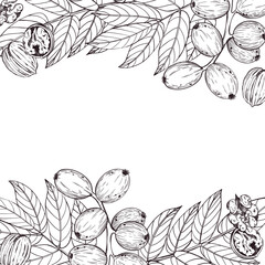 Vector frame made of walnut on a branch, tree leaves, ripe walnut. All objects are hand-drawn with ink. The illustration is suitable for printing on the packaging of goods, food, towel decor.
