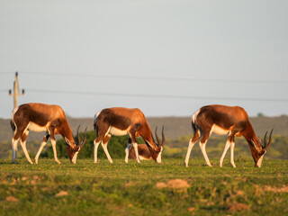 Side profile of three bontebok antelopes grazing on grass in it's natural habitat