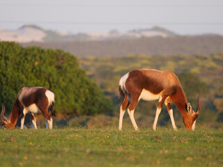 Side profile of lone bontebok antelope grazing on grass in it's natural habitat