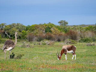 An ostrich and bontebok grazing in a green grassfield, blue skies, natural habitat