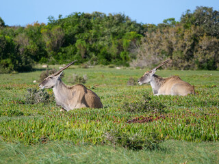 Close up of side profile of two grey eland deer lying on a grass lawn
