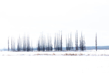 Mysterious tree line, image processing