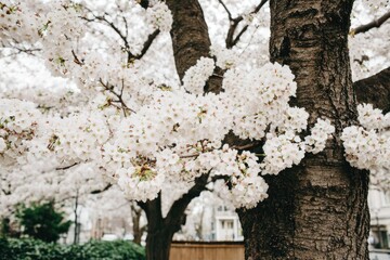 Blossoming cherry tree branches against a textured tree trunk