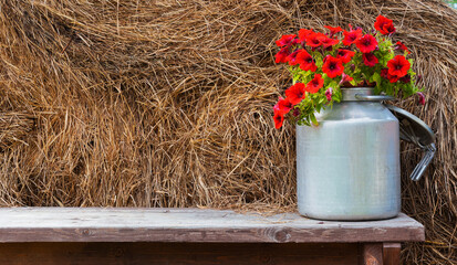 Red petunias in a pot in an aluminum can on a wooden bench against the background of hay. Rural landscape. Banner with space for text.