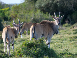 A herd of eland antelope grazing on green grass in their natural environment. Two antelope are looking back at the viewer. Background blurred or out of focus