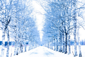 Winter Birch Road, Image Processing