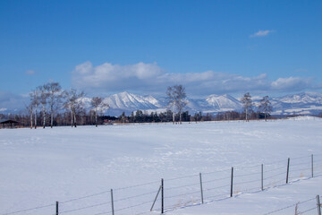 Winter farm with birch trees