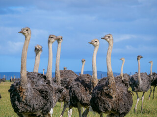 Close up of a group of curious ostriches with the rest of the herd in the background. background blurred or out of focus
