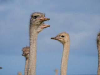 a close-up  of a group of ostriches - heads only - curiously looking at the viewer, background is blue sky, background blurred or out of focus