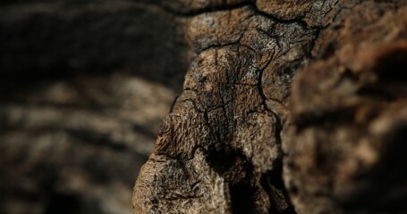 Dark Cracked Tree Bark with Shadows and Texture