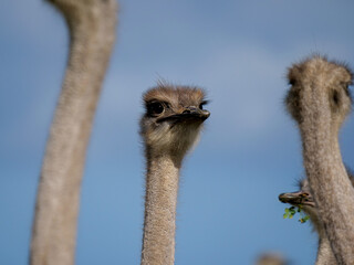 a close-up  of a group of ostriches - heads only - curiously looking at the viewer, background is blue sky, background blurred or out of focus