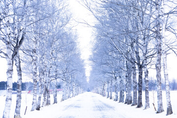 Winter Birch Road, Image Processing